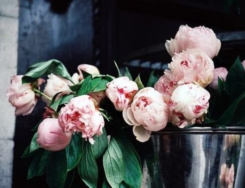 My Summer Loves…….So Far